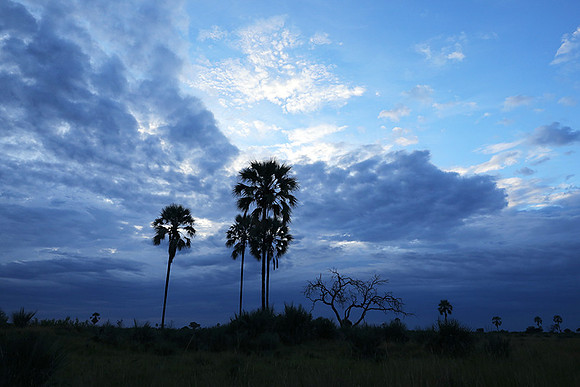 Delta of okavango