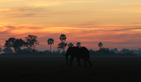 Sunrise - Abu concession - Okavango