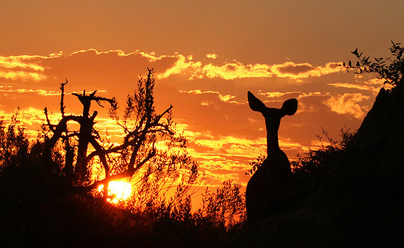 sunset - Abu concession - Okavango