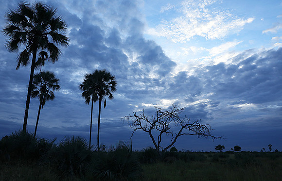 Delta of okavango