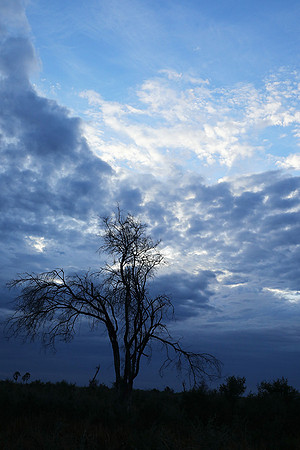 Delta of okavango