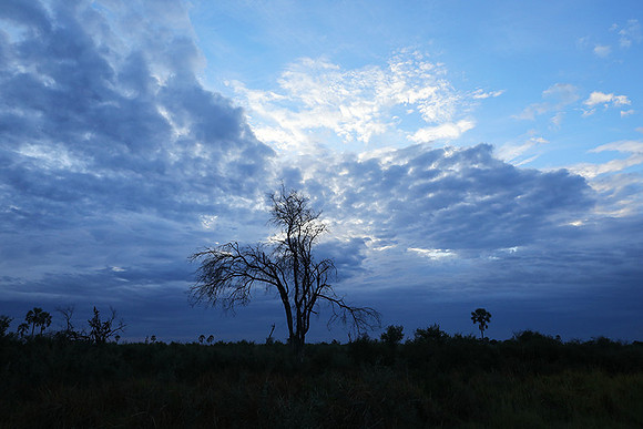 Delta of okavango