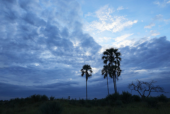 Delta of okavango
