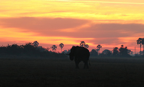 Sunrise - Abu concession - Okavango