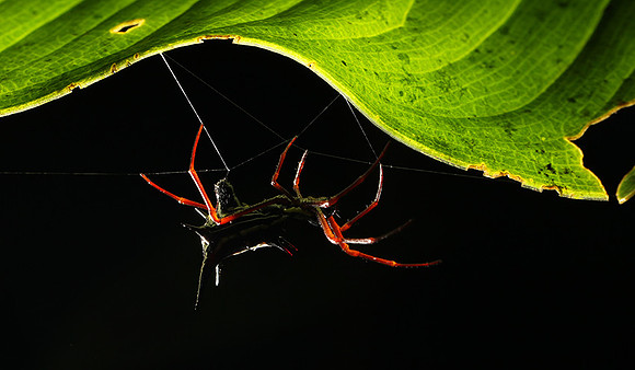 Spiders in Costa Rica