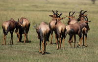 Serengeti - Grumeti Private Reserve