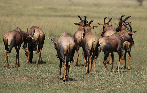Serengeti - Grumeti Private Reserve