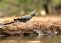 Turacos