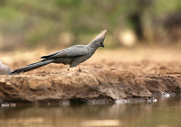 Turaco (go-away bird) - Mashatu game reserve