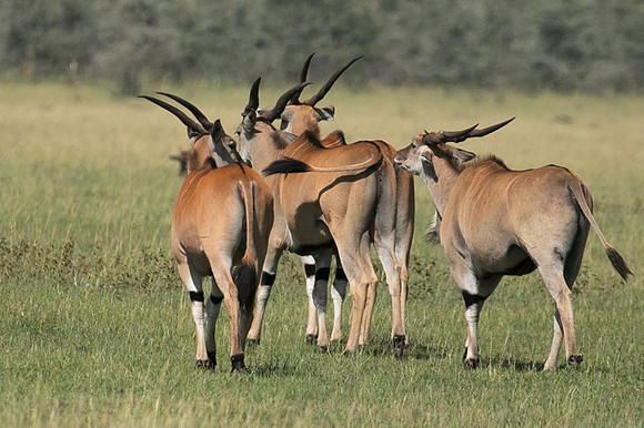 Serengeti - Grumeti Private Reserve