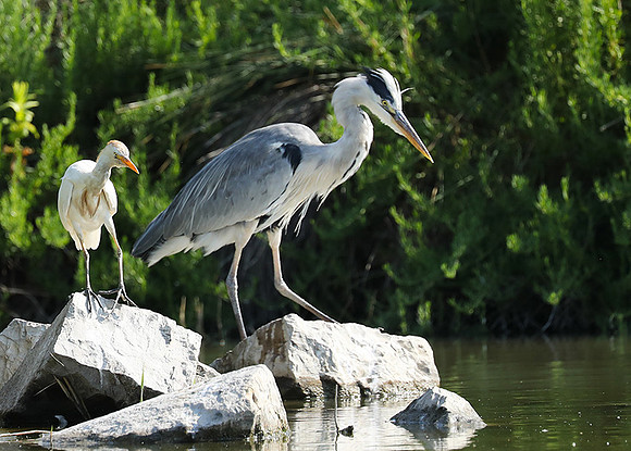 Grey heron - Camargue