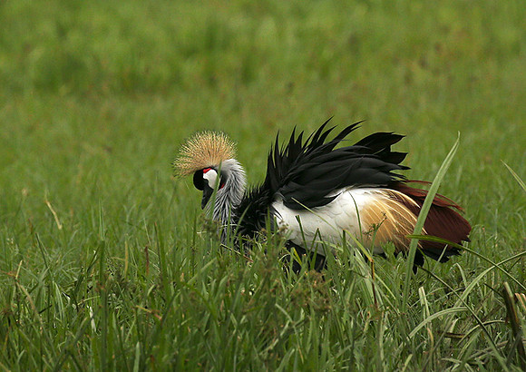 Laikipia