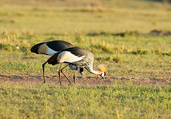 Grey-crowned crane - Masaï Mara