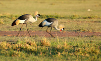 Grey-crowned crane - Masaï Mara