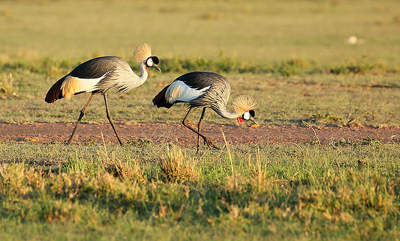 Grey-crowned crane - Masaï Mara