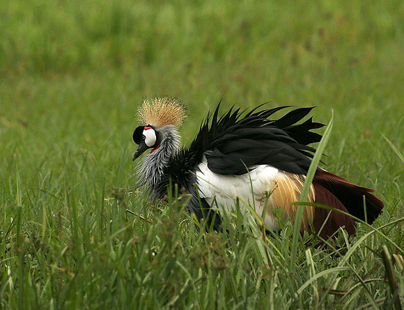 Laikipia