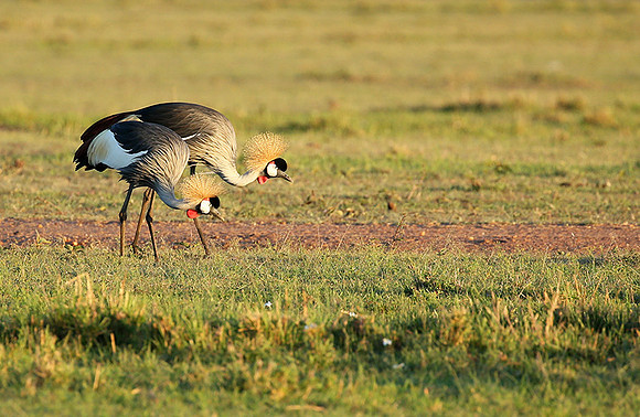 Grey-crowned crane - Masaï Mara