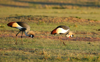 Grey-crowned crane - Masaï Mara