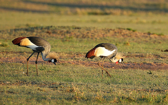 Grey-crowned crane - Masaï Mara