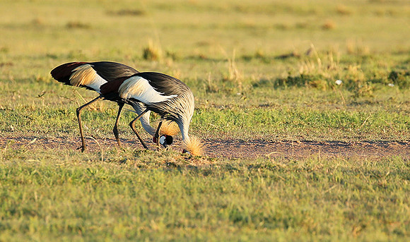 Grey-crowned crane - Masaï Mara