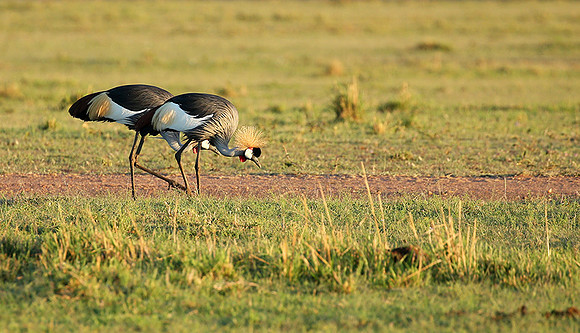 Grey-crowned crane - Masaï Mara
