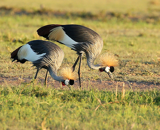Grey-crowned crane - Masaï Mara