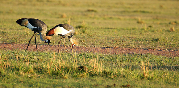 Grey-crowned crane - Masaï Mara
