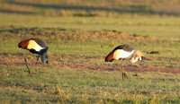 Grey-crowned crane - Masaï Mara