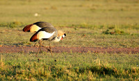 Grey-crowned crane - Masaï Mara