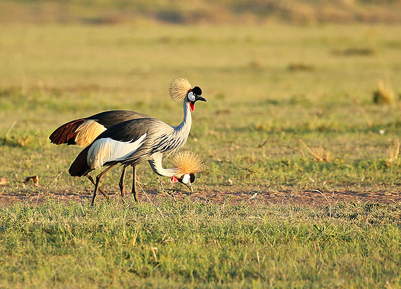 Grey-crowned crane - Masaï Mara