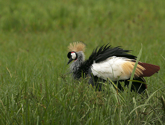 Laikipia