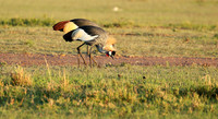 Grey-crowned crane - Masaï Mara