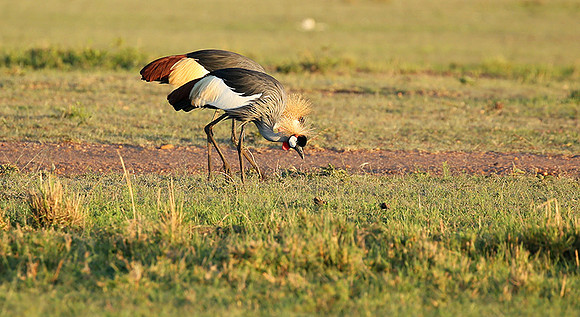 Grey-crowned crane - Masaï Mara