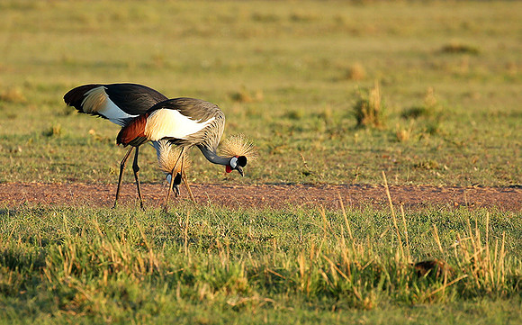 Grey-crowned crane - Masaï Mara