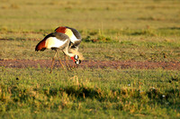 Grey-crowned crane - Masaï Mara