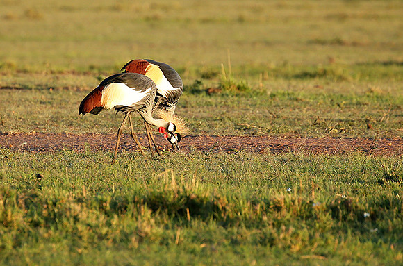 Grey-crowned crane - Masaï Mara