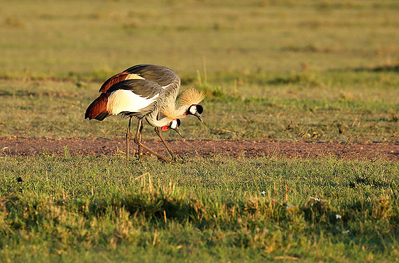 Grey-crowned crane - Masaï Mara