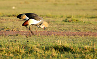 Grey-crowned crane - Masaï Mara