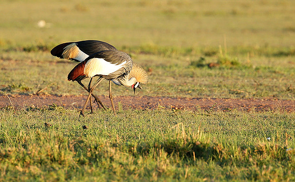 Grey-crowned crane - Masaï Mara