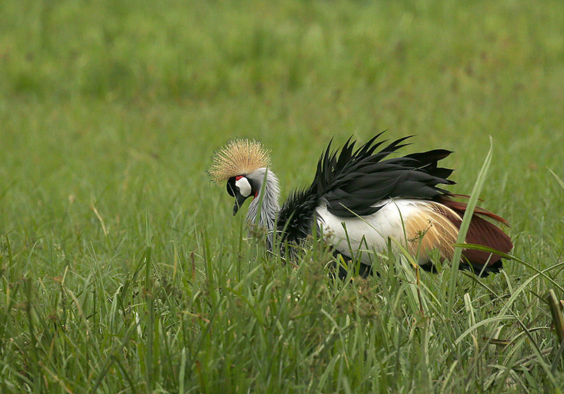 Laikipia