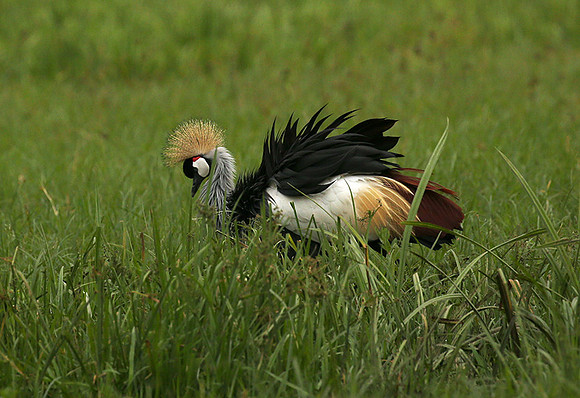 Laikipia