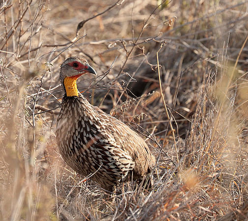 Yellow-necked spurfowl - Nairobi National Park