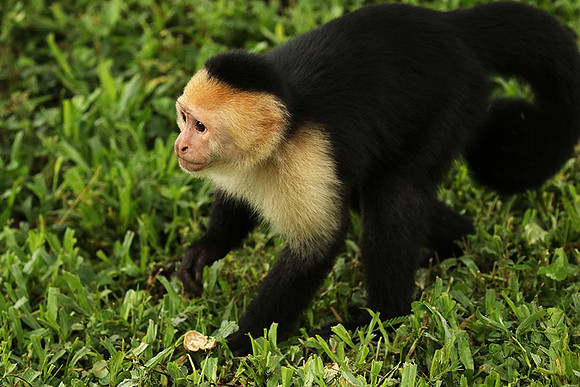 White-faced capuchin