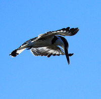 Pied kingfisher - Kafue NP