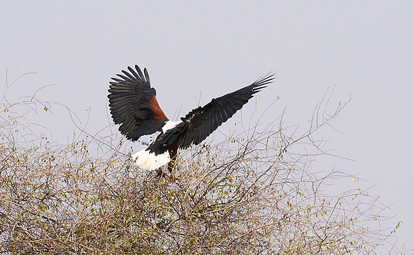 Fish eagle - Matusadona NP