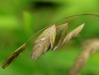 Chasmanthium latifolium