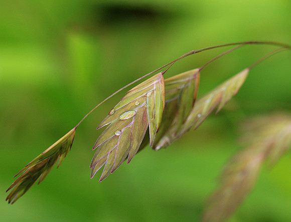 Chasmanthium latifolium