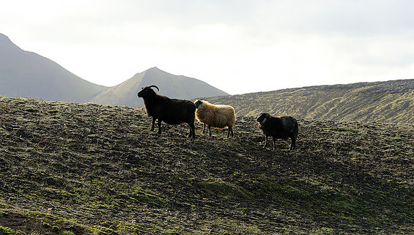 in the Highlands