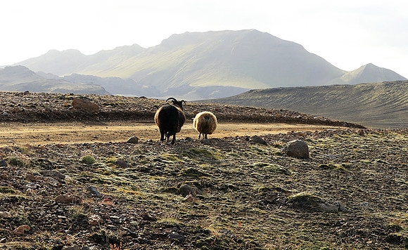 in the Highlands
