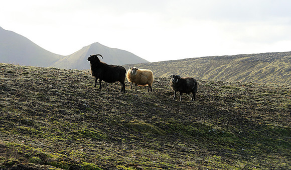 in the Highlands